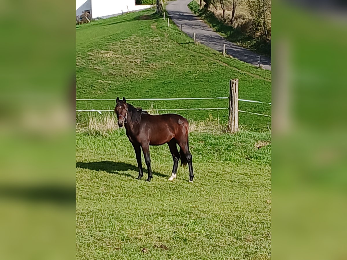 Koń westfalski Ogier 1 Rok Gniada in Lindlar