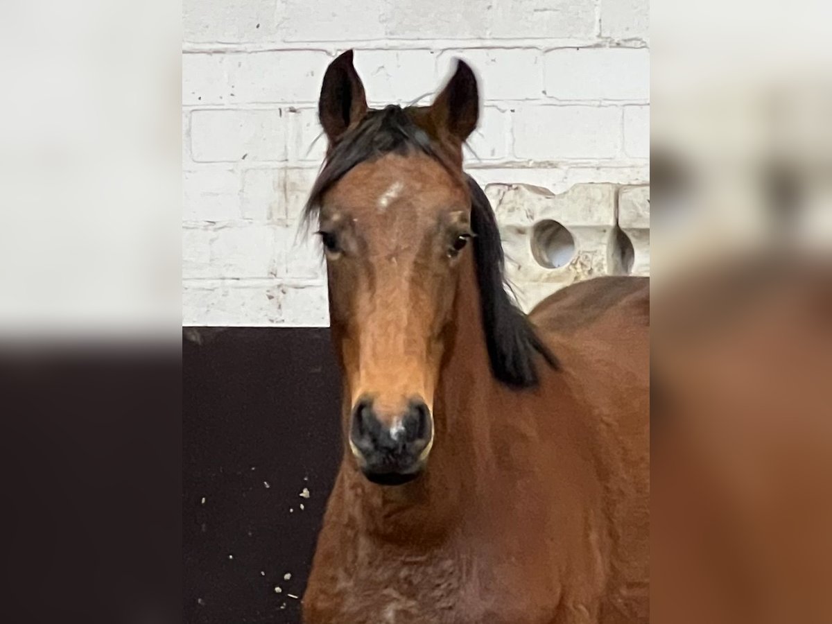 Koń westfalski Ogier 2 lat 156 cm Gniada in Twistringen