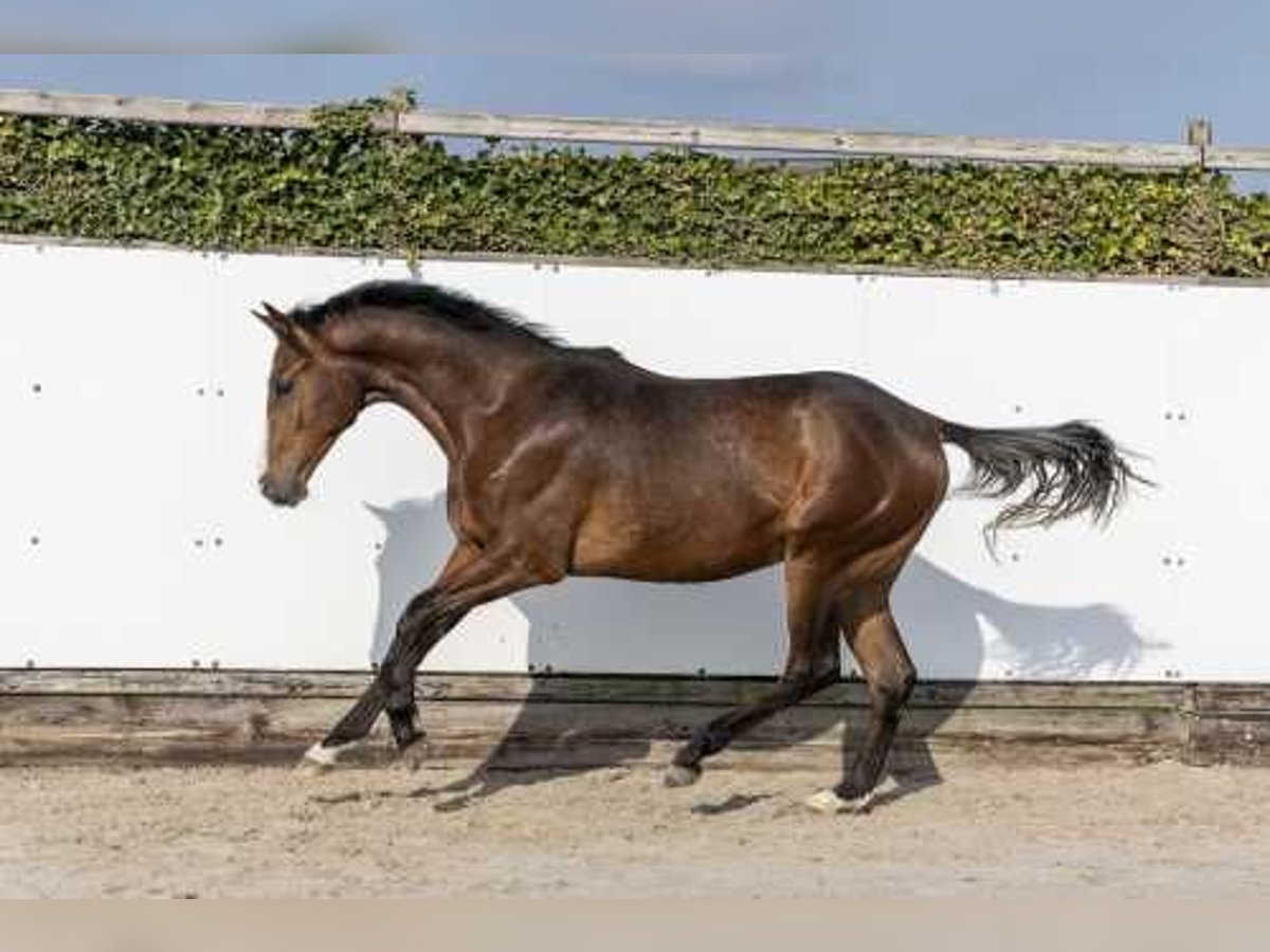 Koń westfalski Ogier 2 lat 163 cm Gniada in Waddinxveen