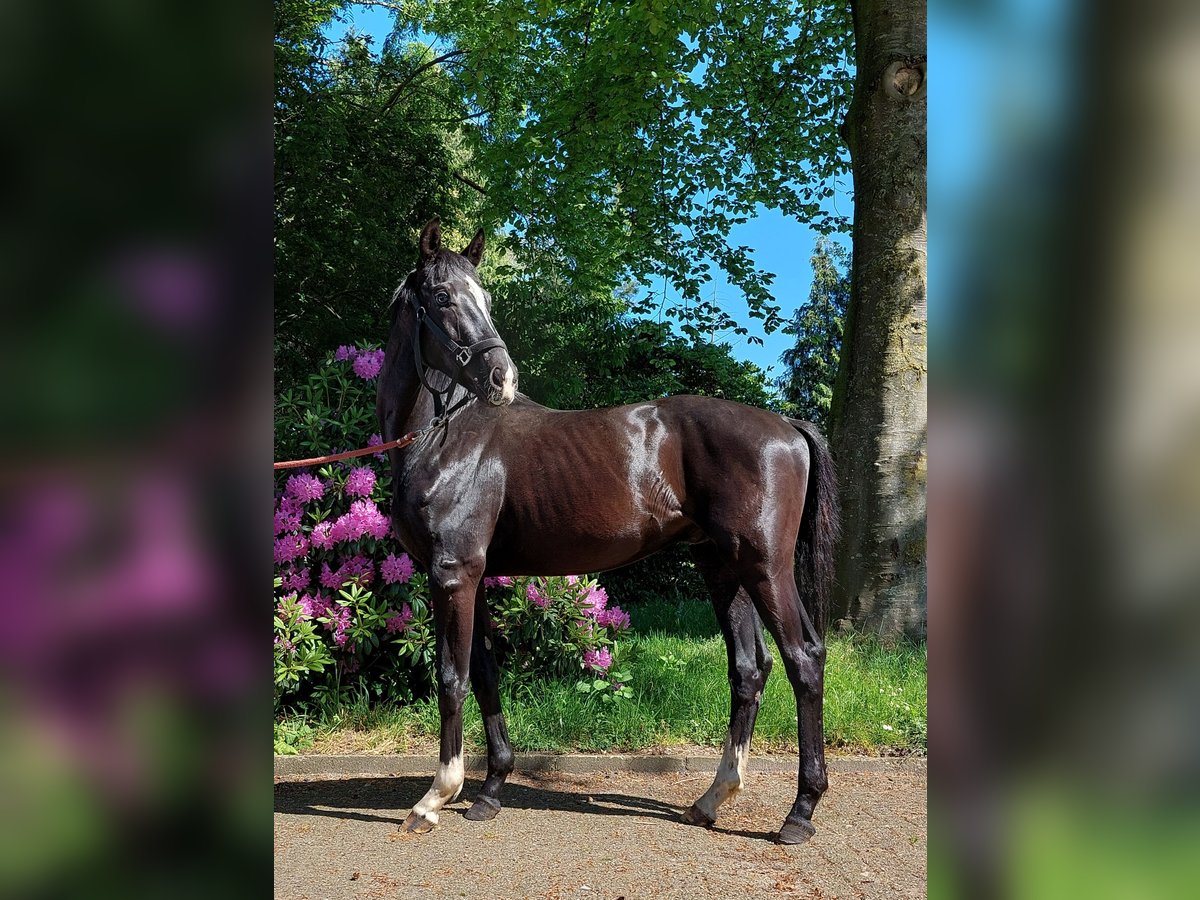 Koń westfalski Ogier 2 lat 169 cm Kara in Greven