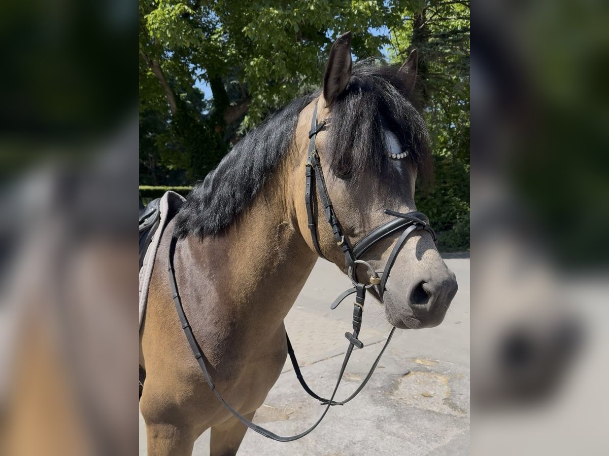 Koń westfalski Ogier 3 lat 148 cm Jelenia in Ratingen Koń westfalski Ogier 3 lat 148 cm Jelenia in Ratingen