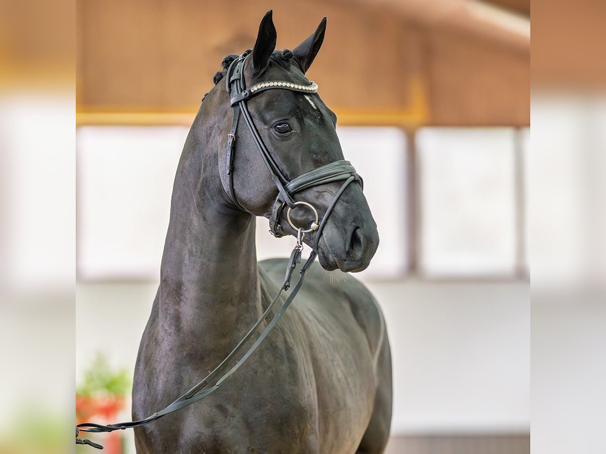 Koń westfalski Ogier 3 lat 163 cm Kara in M&#xFC;nster-Handorf