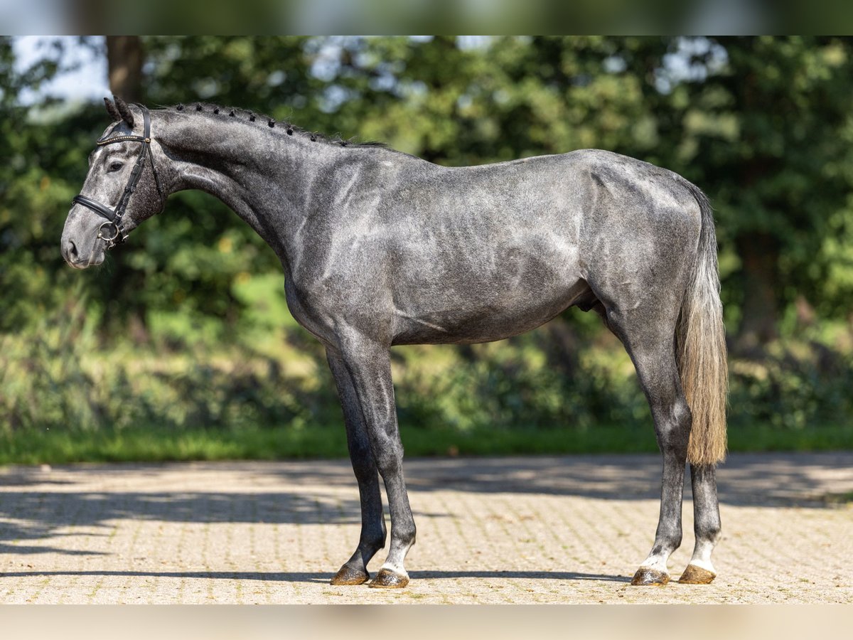 Koń westfalski Ogier 3 lat 168 cm Siwa in GROTE-BROGEL