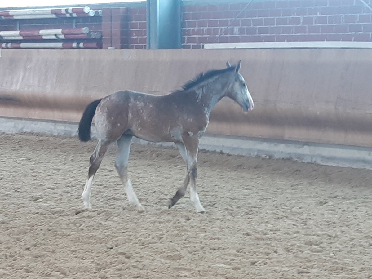 Koń westfalski Ogier 3 lat Siwa in Waldbröl