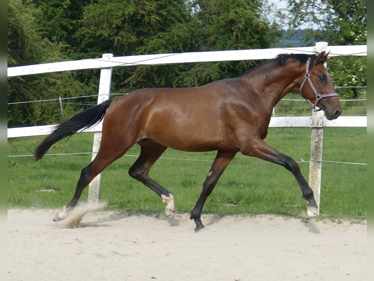 Koń westfalski Ogier 4 lat 167 cm Gniada in Borgentreich