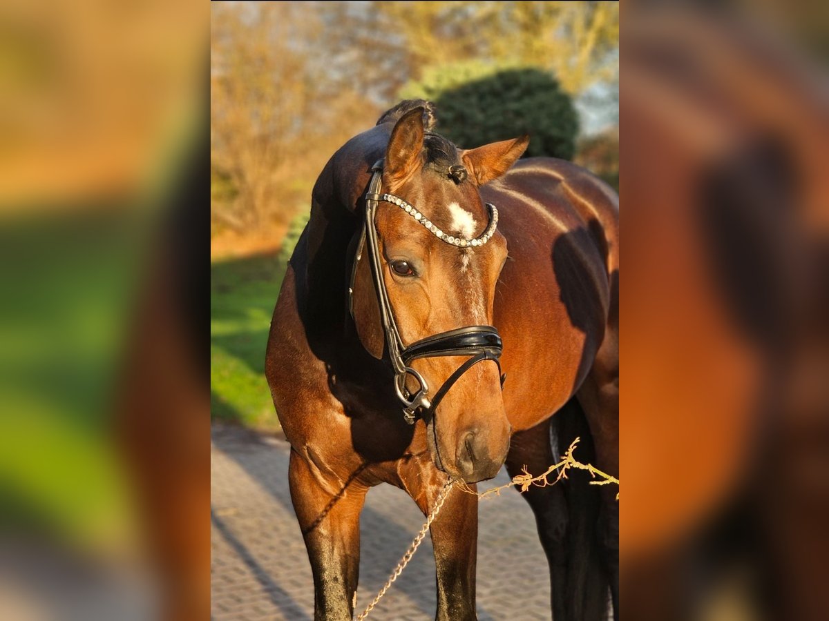 Koń westfalski Ogier 4 lat 170 cm Ciemnogniada in Lippetal