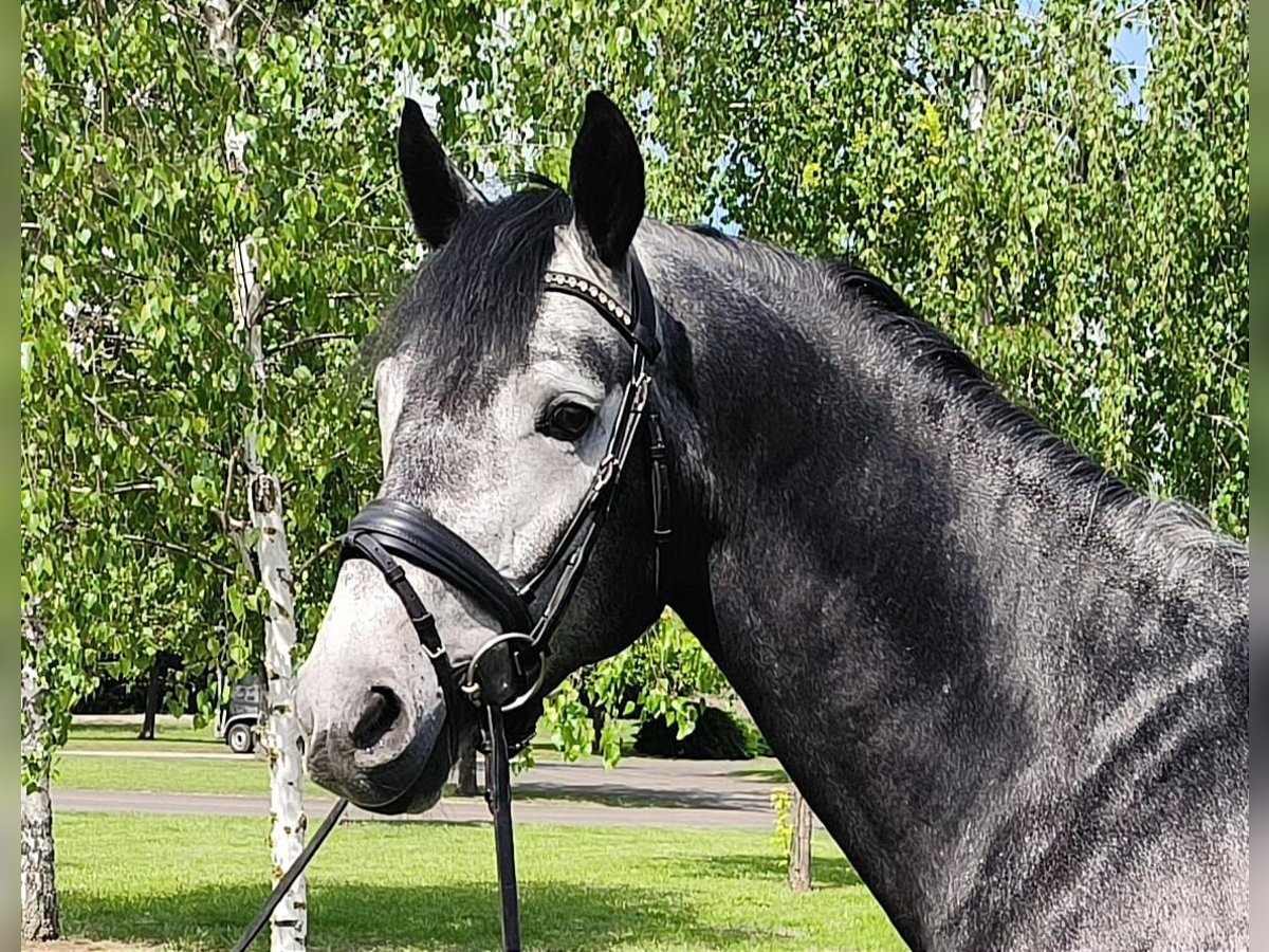 Koń westfalski Ogier 5 lat 167 cm Siwa in Rhede