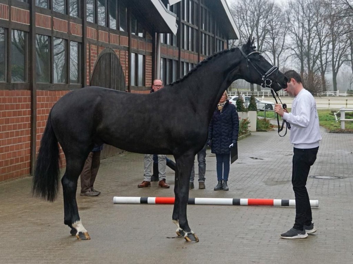 Koń westfalski Ogier 6 lat 168 cm Kara in Nottuln