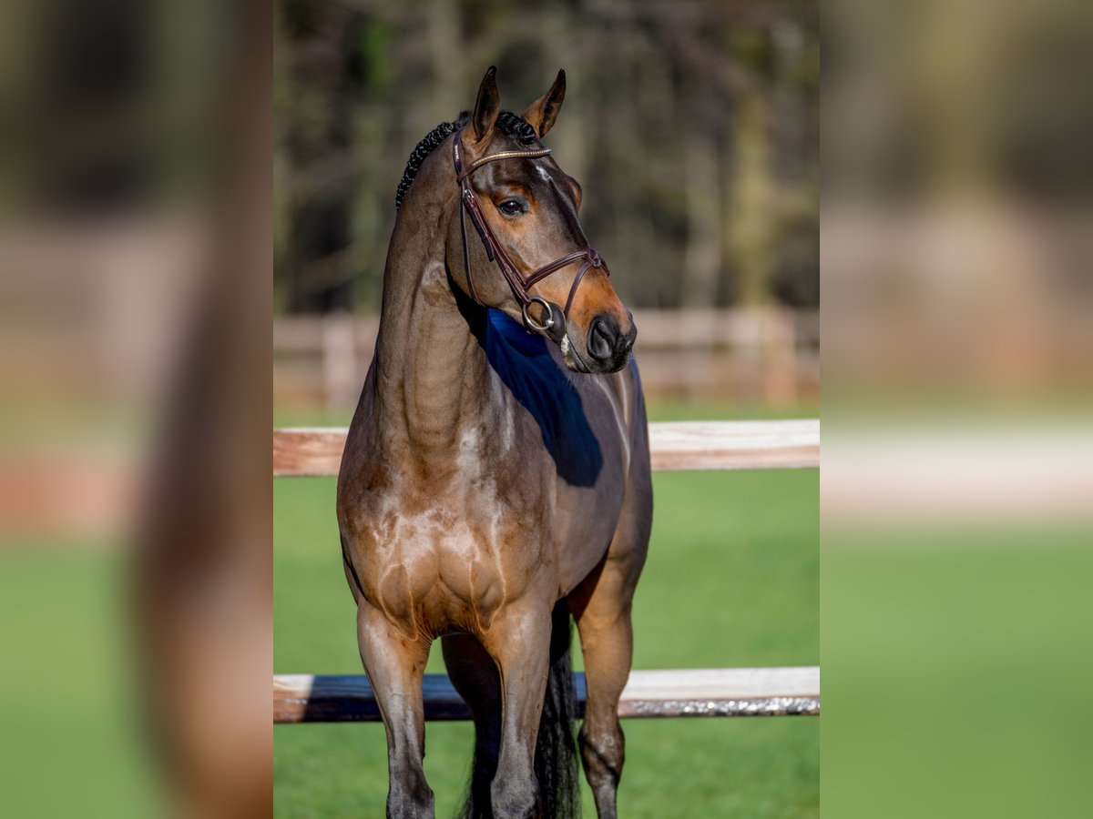 Koń westfalski Ogier Ciemnogniada in H&#xF6;rstel
