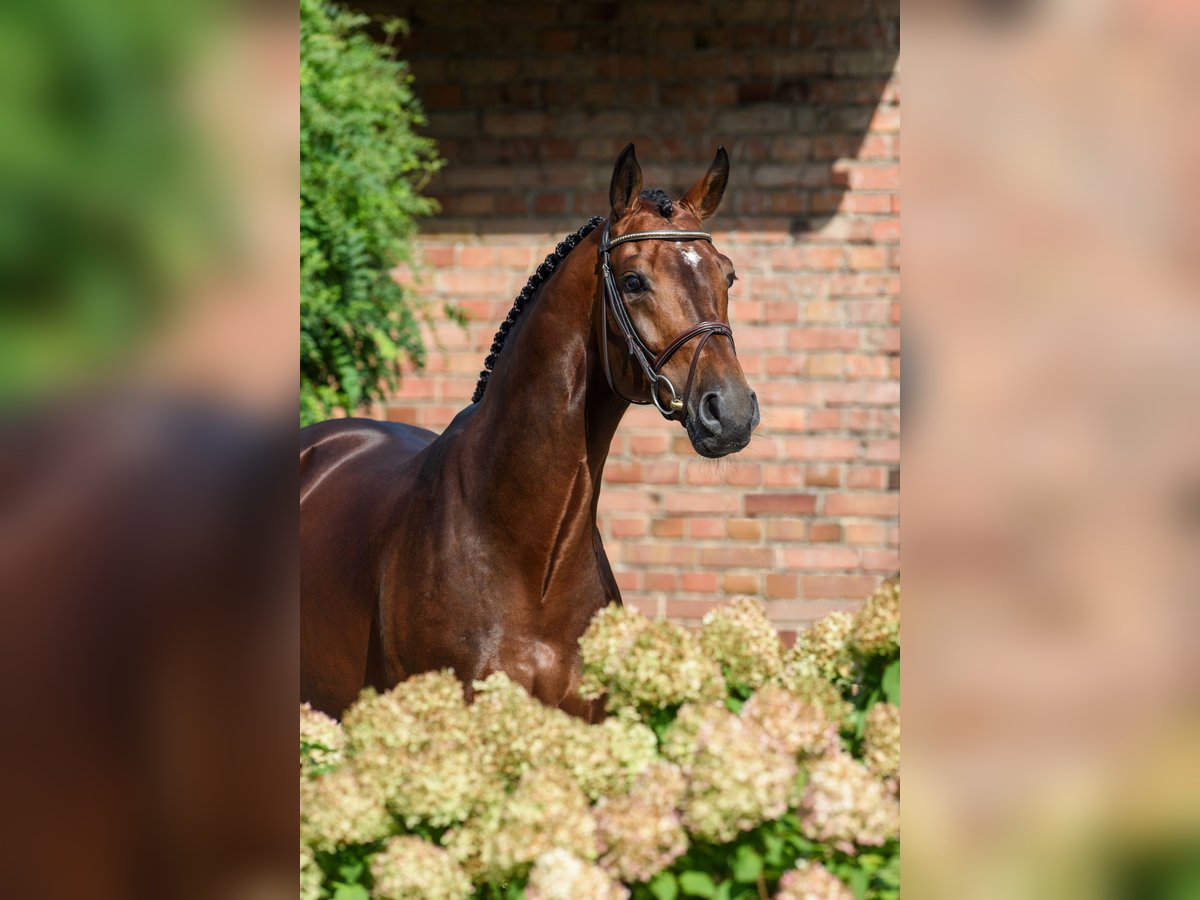 Koń westfalski Ogier in H&#xF6;rstel