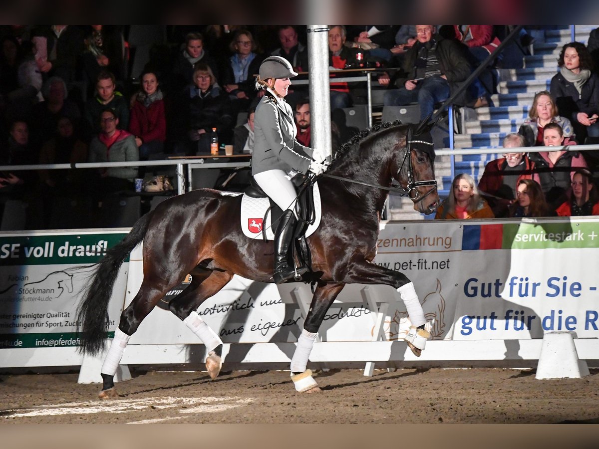 Koń westfalski Ogier in Adelheidsdorf