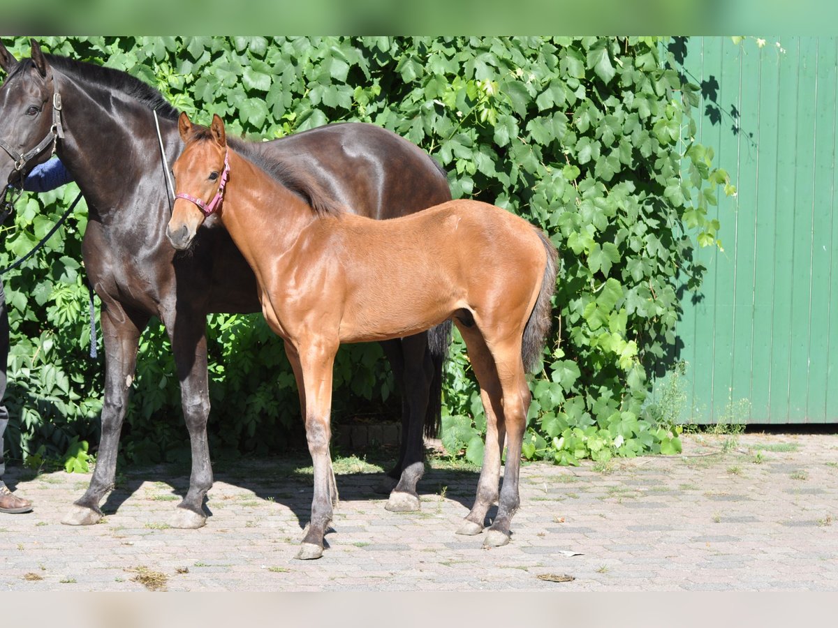 Koń westfalski Ogier Źrebak (04/2024) 169 cm Gniada in Warendorf