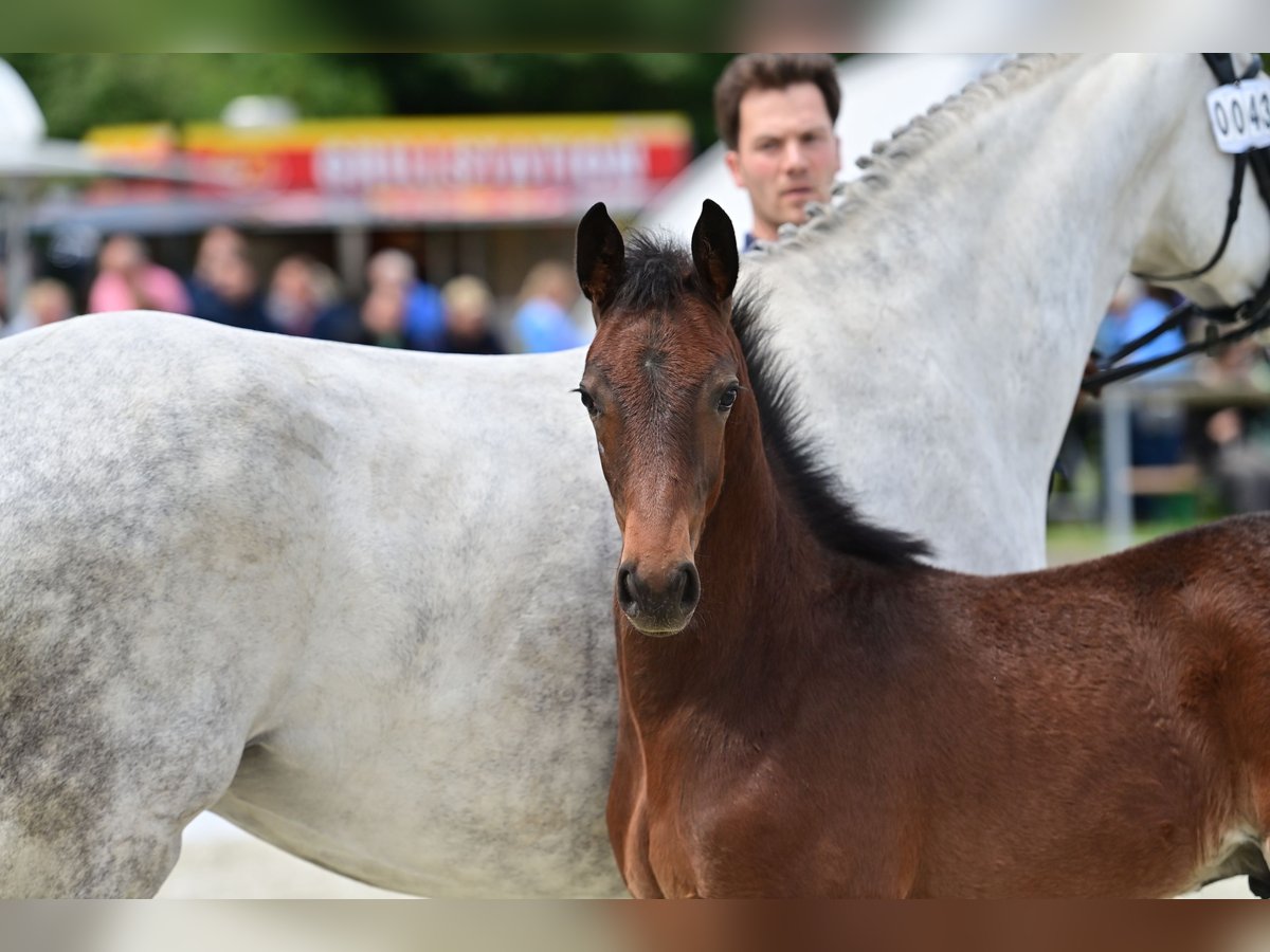 Koń westfalski Ogier Źrebak (03/2024) 170 cm Gniada in Stadtlohn