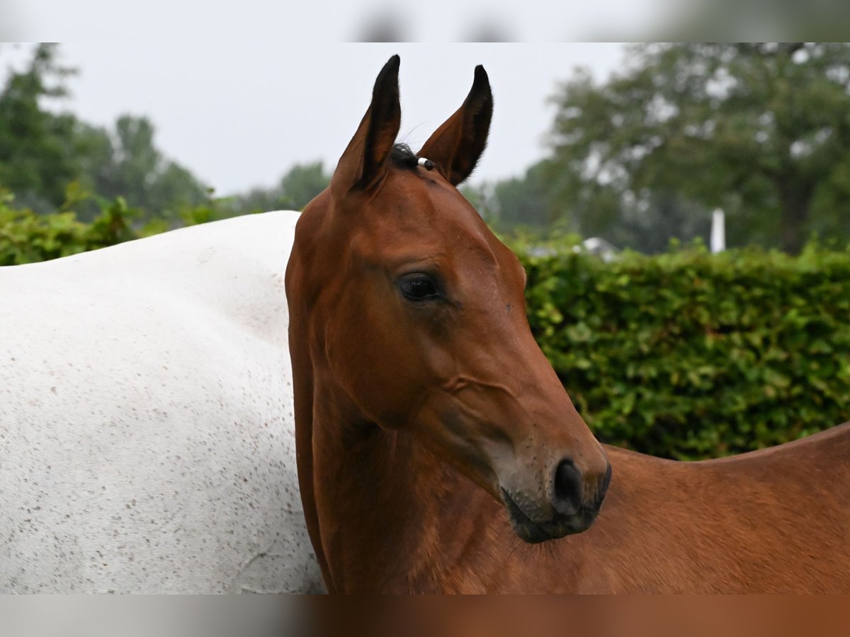 Koń westfalski Ogier Źrebak (05/2024) 172 cm Gniada in Reichenwalde