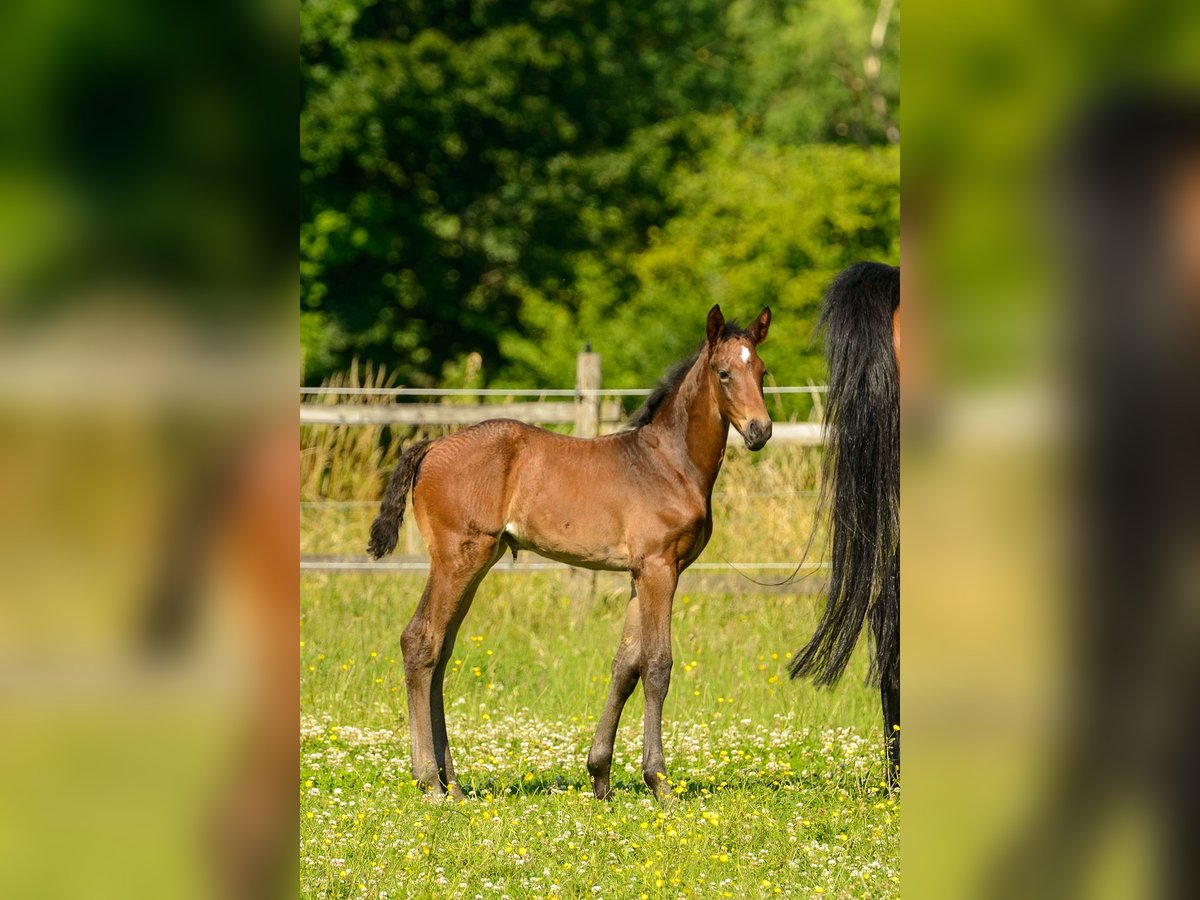 Koń westfalski Ogier Źrebak (05/2025) Ciemnogniada in Ruppichteroth