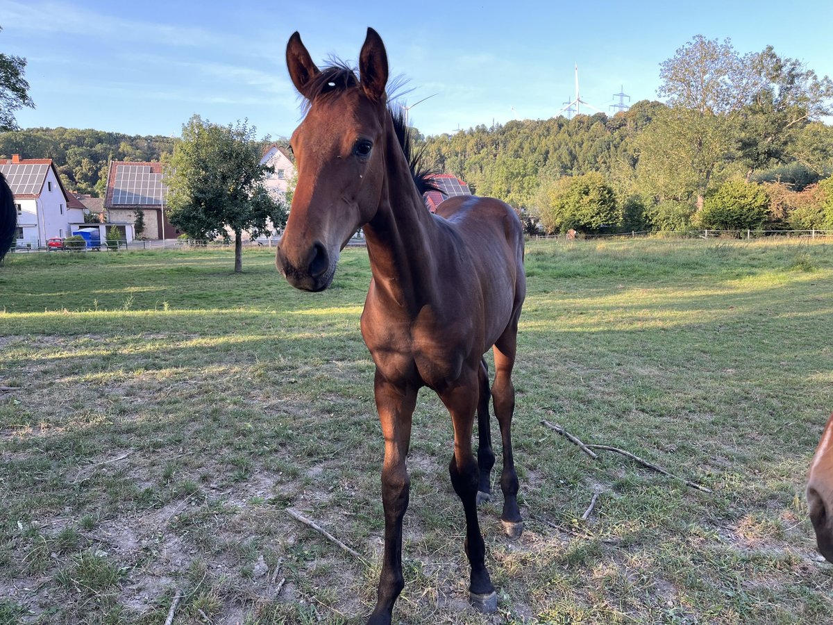 Koń westfalski Ogier Źrebak (03/2025) Gniada in Lichtenau