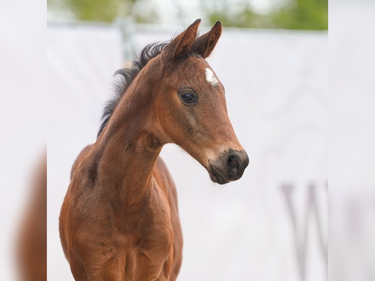 Koń westfalski Ogier Źrebak (03/2024) Gniada in Münster-Handorf