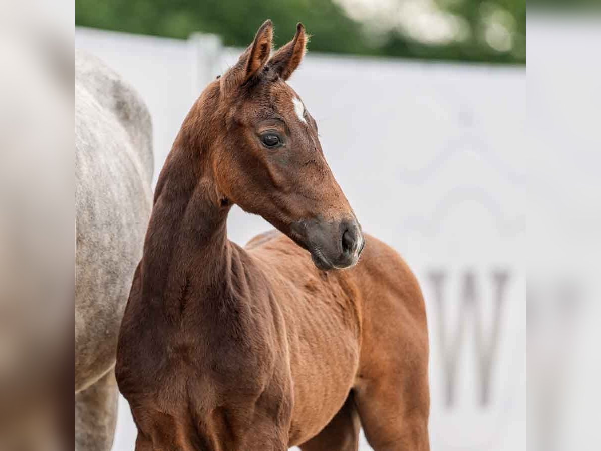 Koń westfalski Ogier Źrebak (04/2024) Siwa in Münster-Handorf