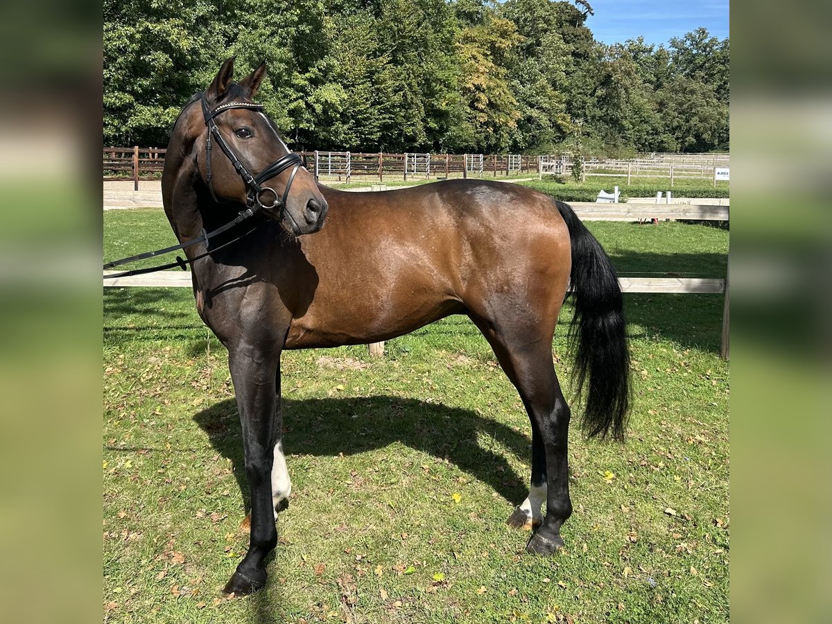 Koń westfalski Wałach 10 lat 165 cm Gniada in Darmstadt