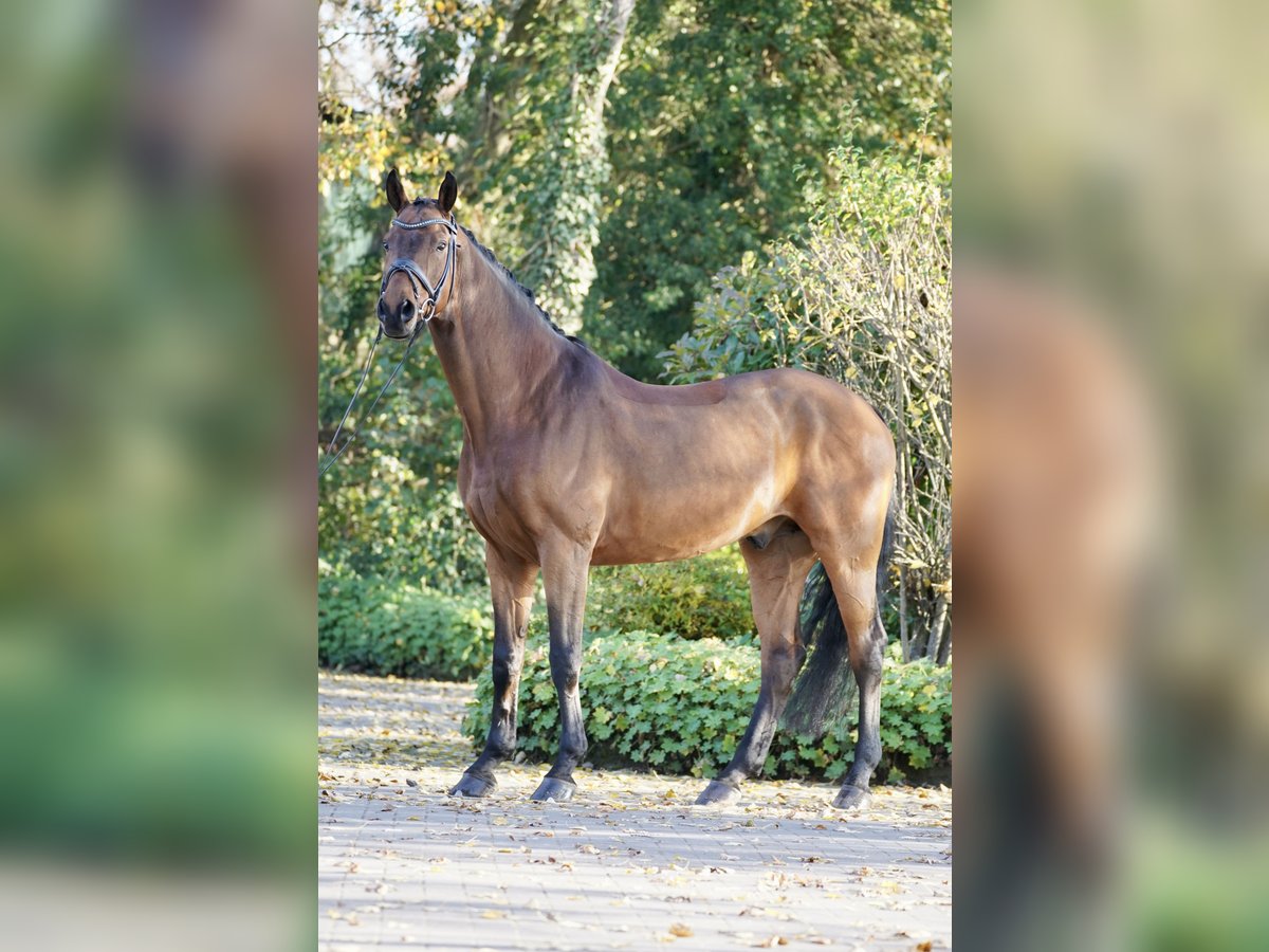 Koń westfalski Wałach 10 lat 170 cm Gniada in Horstmar