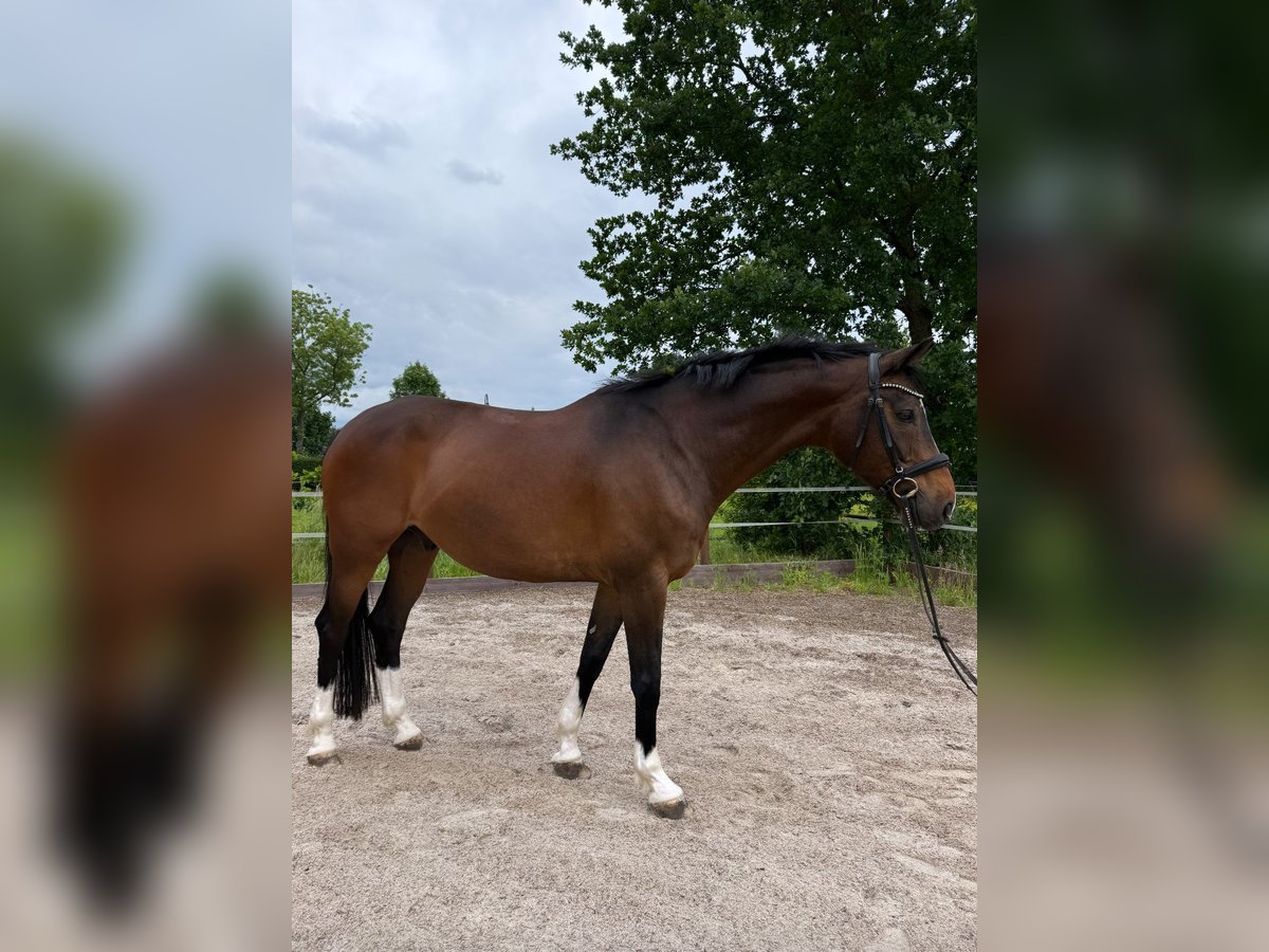 Koń westfalski Wałach 11 lat 165 cm Gniada in Hamburg Lohbr&#xFC;gge