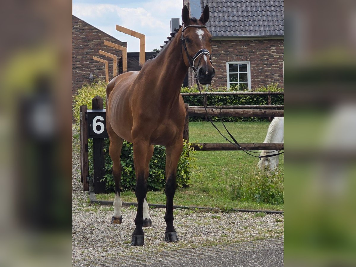 Koń westfalski Wałach 11 lat 176 cm Gniada in Someren