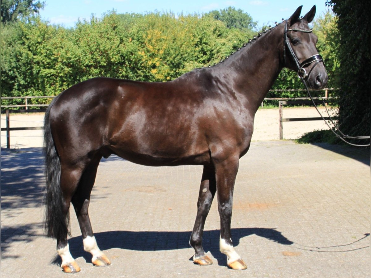 Koń westfalski Wałach 12 lat 167 cm Ciemnogniada in Gronau (Westfalen)