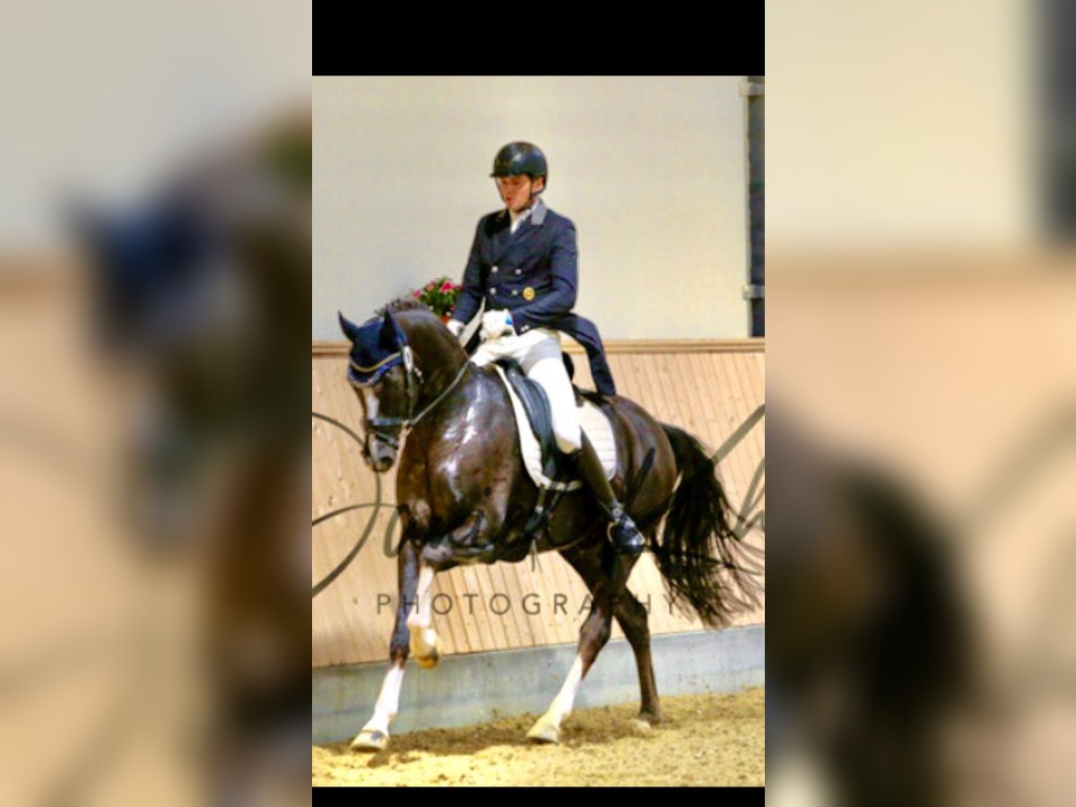 Koń westfalski Wałach 13 lat 170 cm Ciemnokasztanowata in Gladbeck