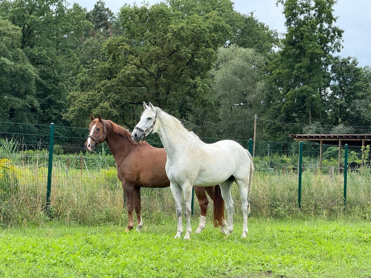Koń westfalski Wałach 13 lat 172 cm Siwa in Sch&#xF6;nwalde