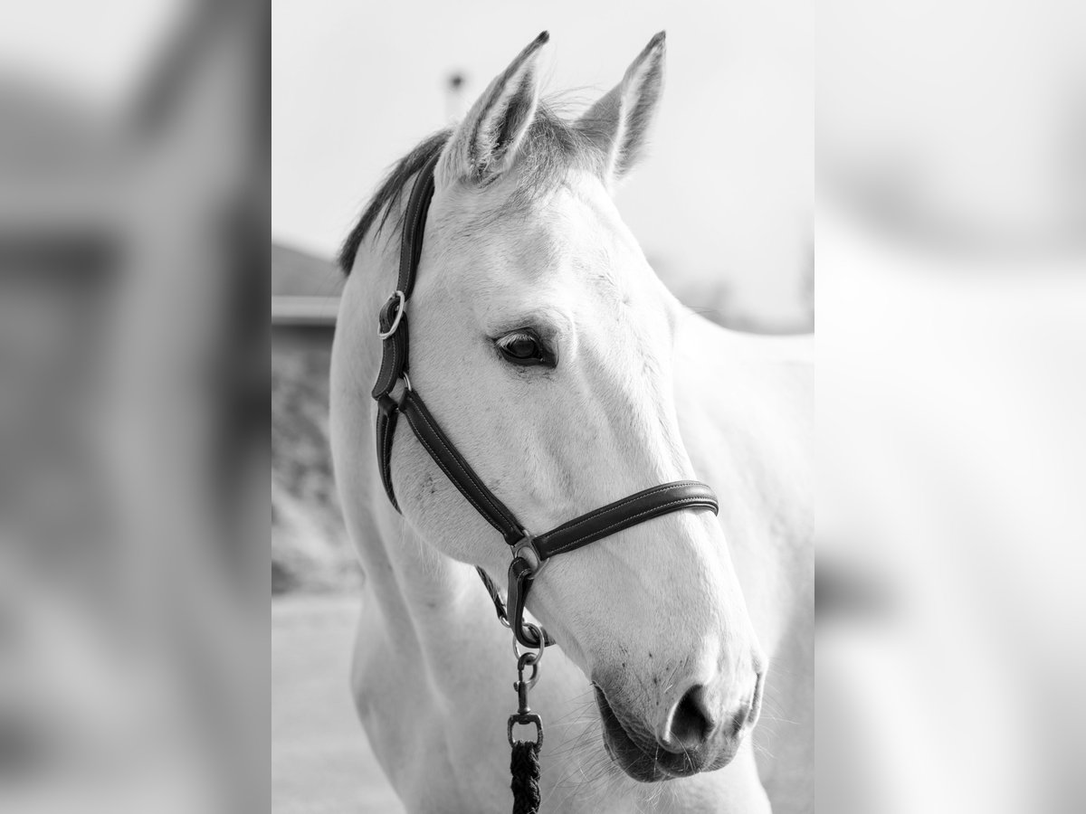 Koń westfalski Wałach 13 lat 178 cm Siwa in Bergheim
