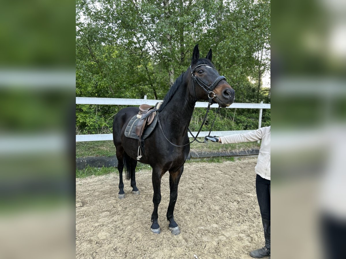 Koń westfalski Wałach 14 lat 165 cm Gniada in Erlensee