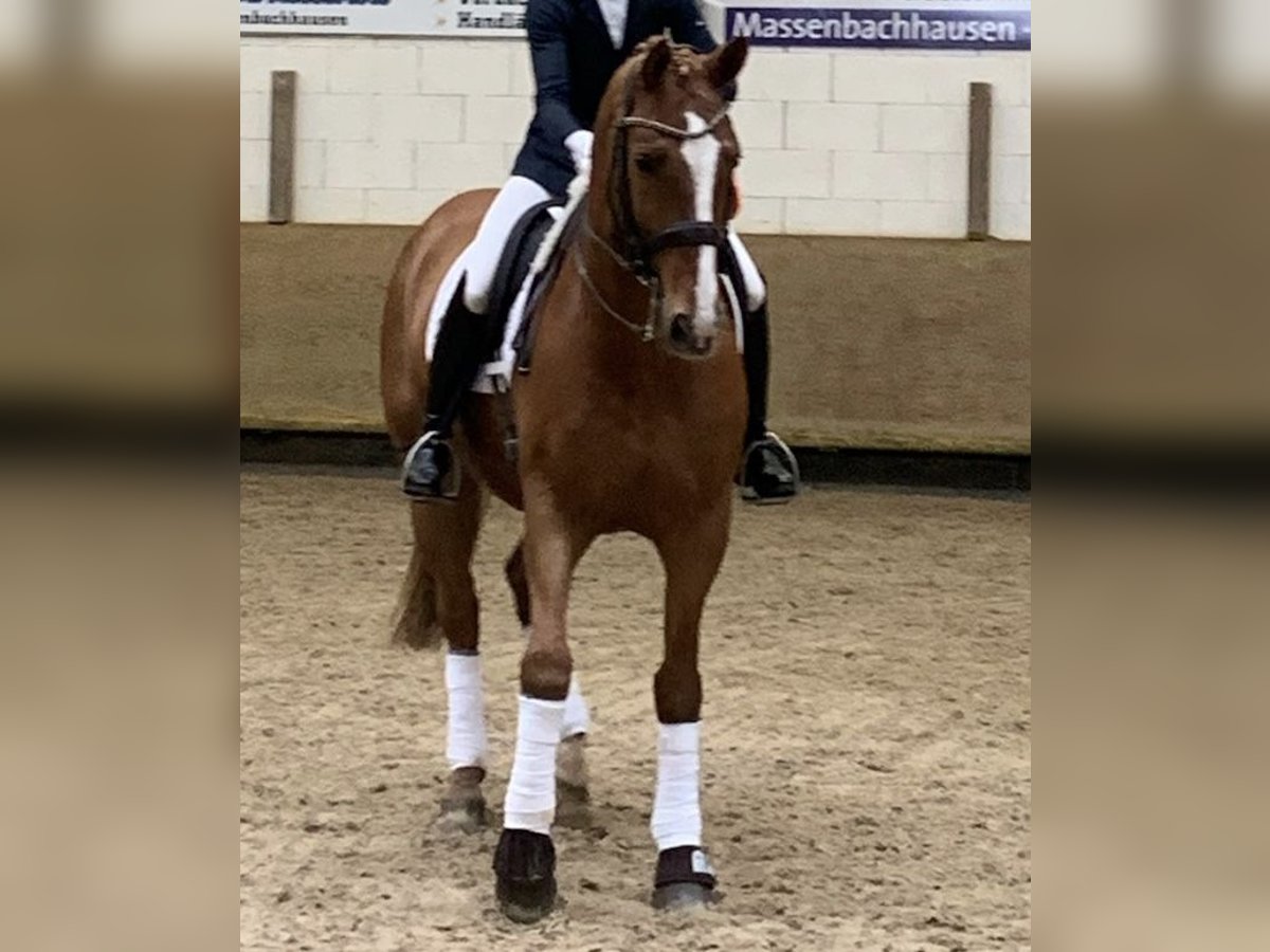 Koń westfalski Wałach 15 lat 164 cm Kasztanowata in Aalen