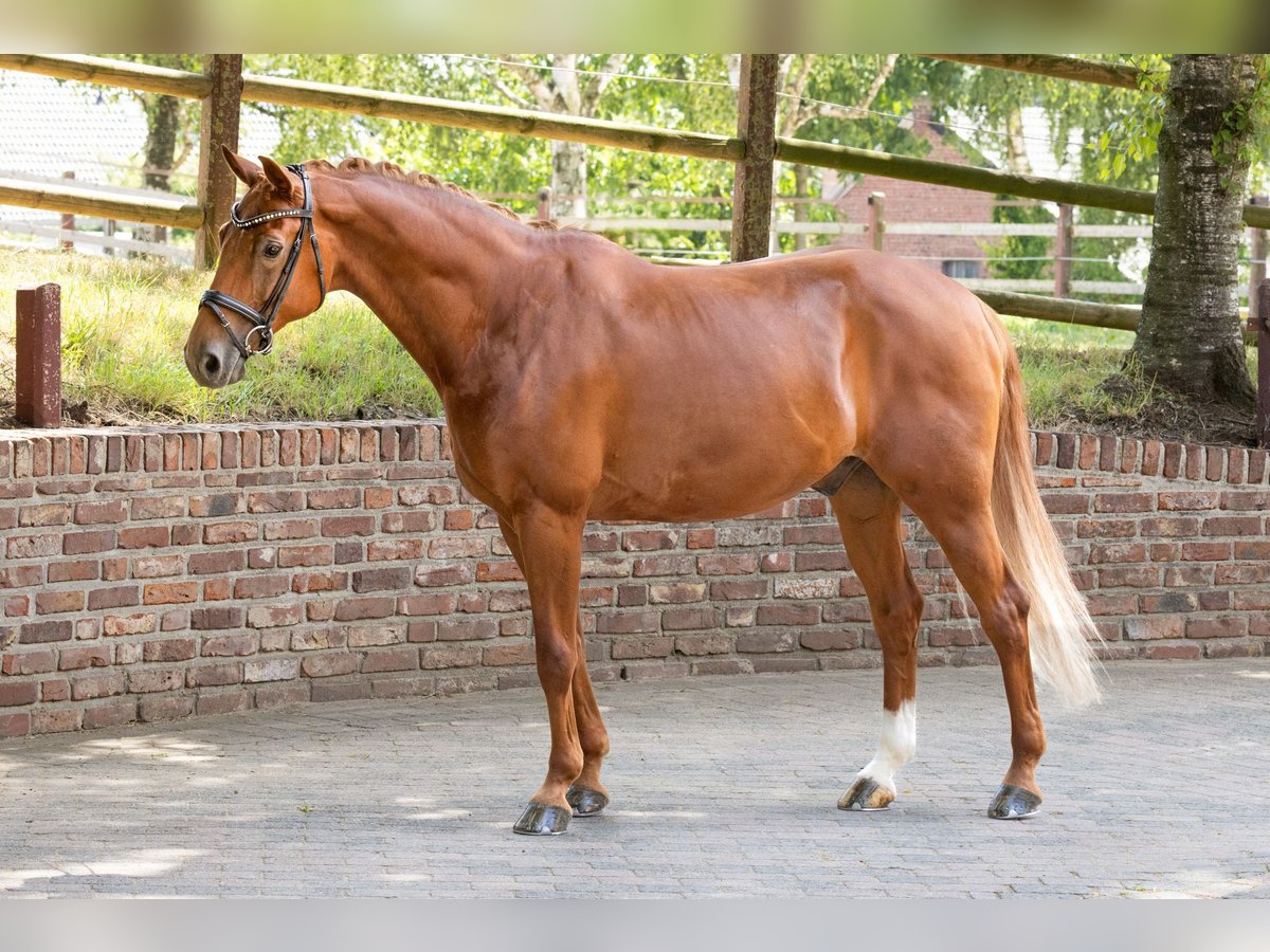 Koń westfalski Wałach 15 lat 164 cm Kasztanowata in Viersen