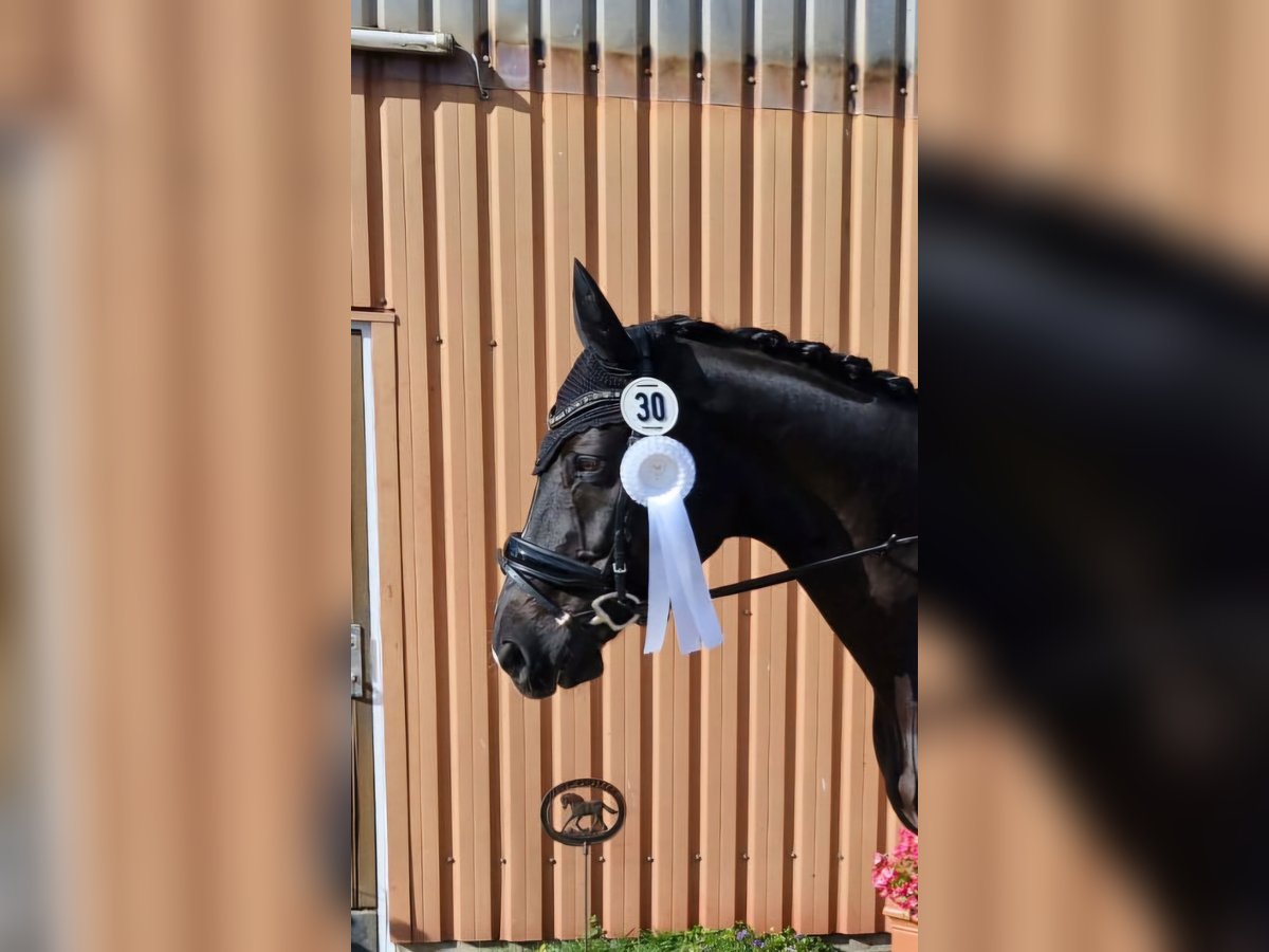 Koń westfalski Wałach 15 lat 165 cm in Badendorf