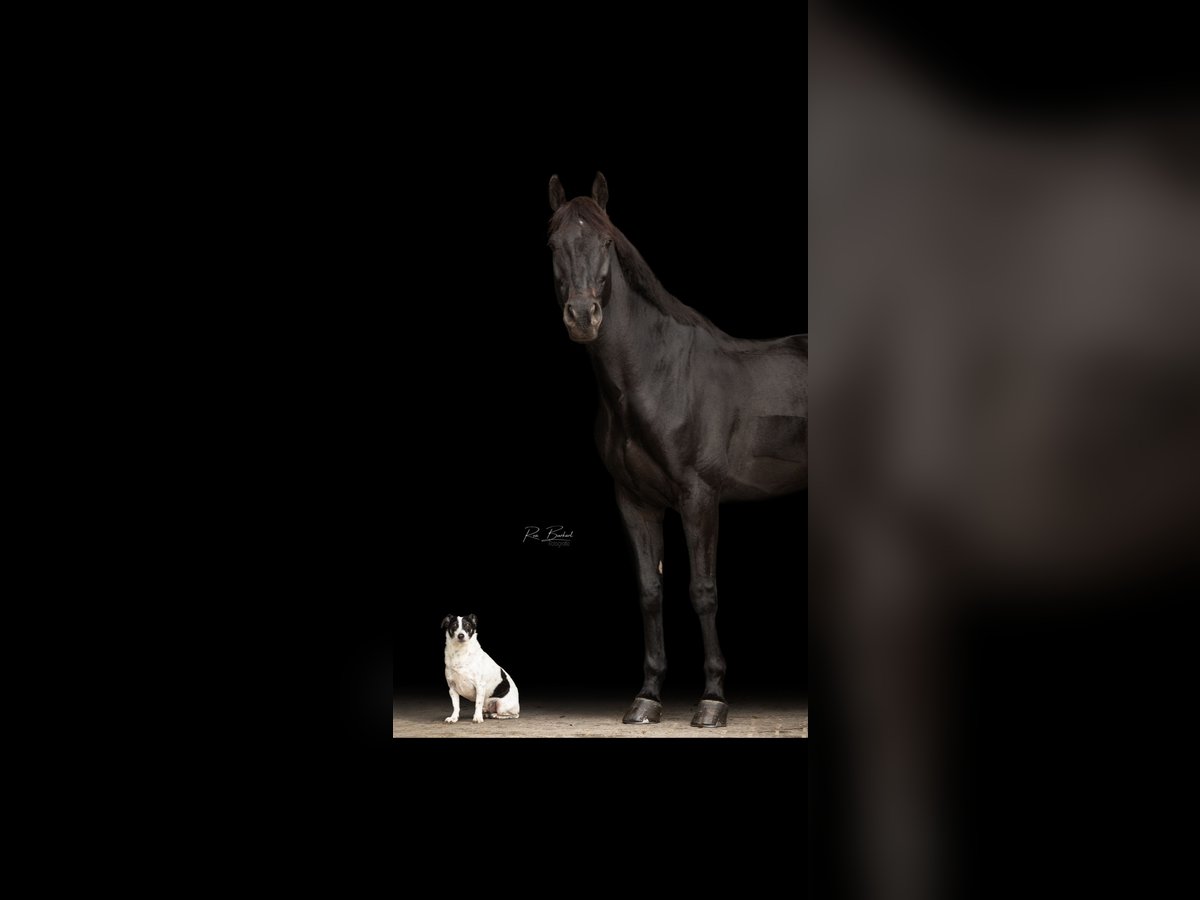 Koń westfalski Wałach 15 lat 168 cm Skarogniada in B&#xFC;hl