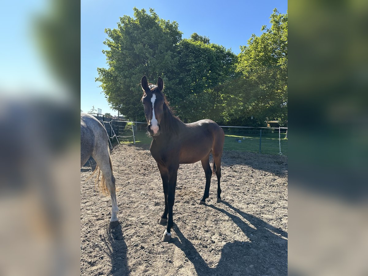 Koń westfalski Wałach 2 lat 164 cm Ciemnogniada in Welver