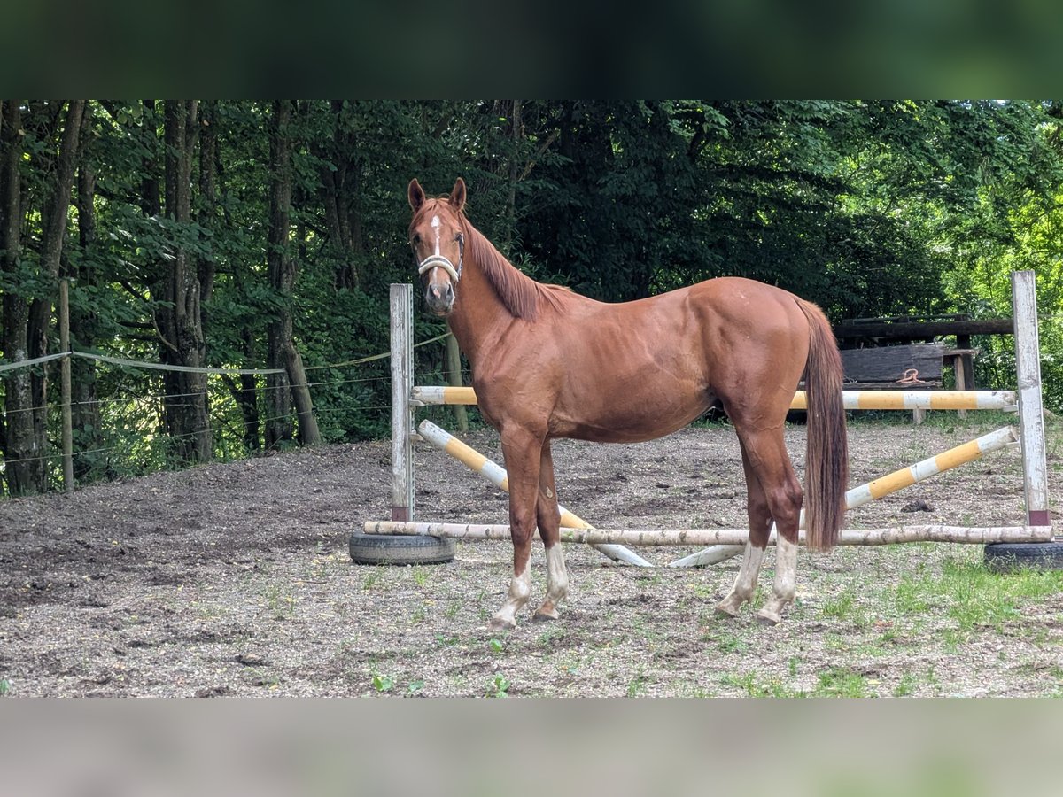 Koń westfalski Wałach 2 lat 174 cm Kasztanowata in Pfaffenhofen an der Ilm