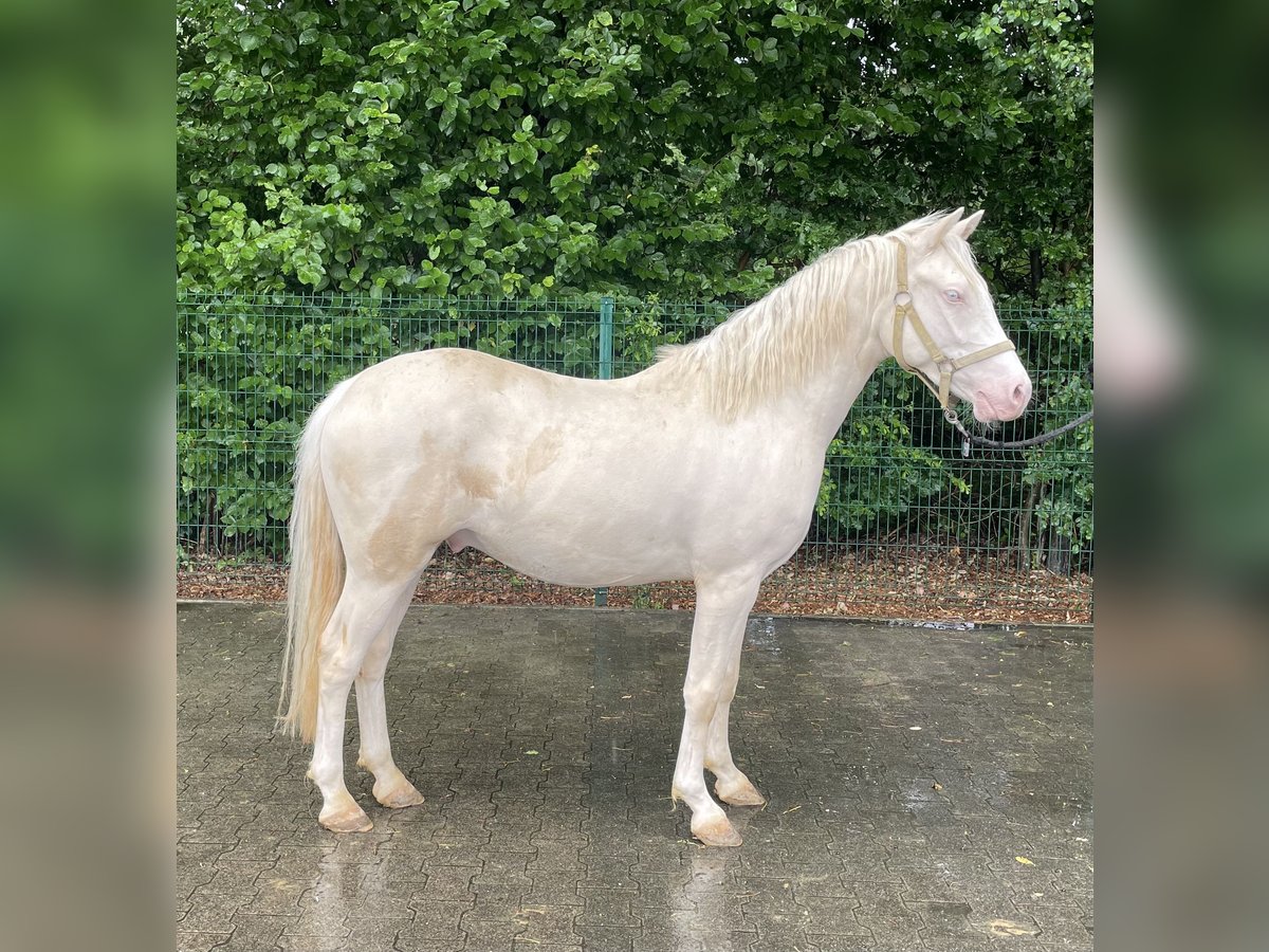 Koń westfalski Wałach 3 lat 143 cm Cremello in Verl