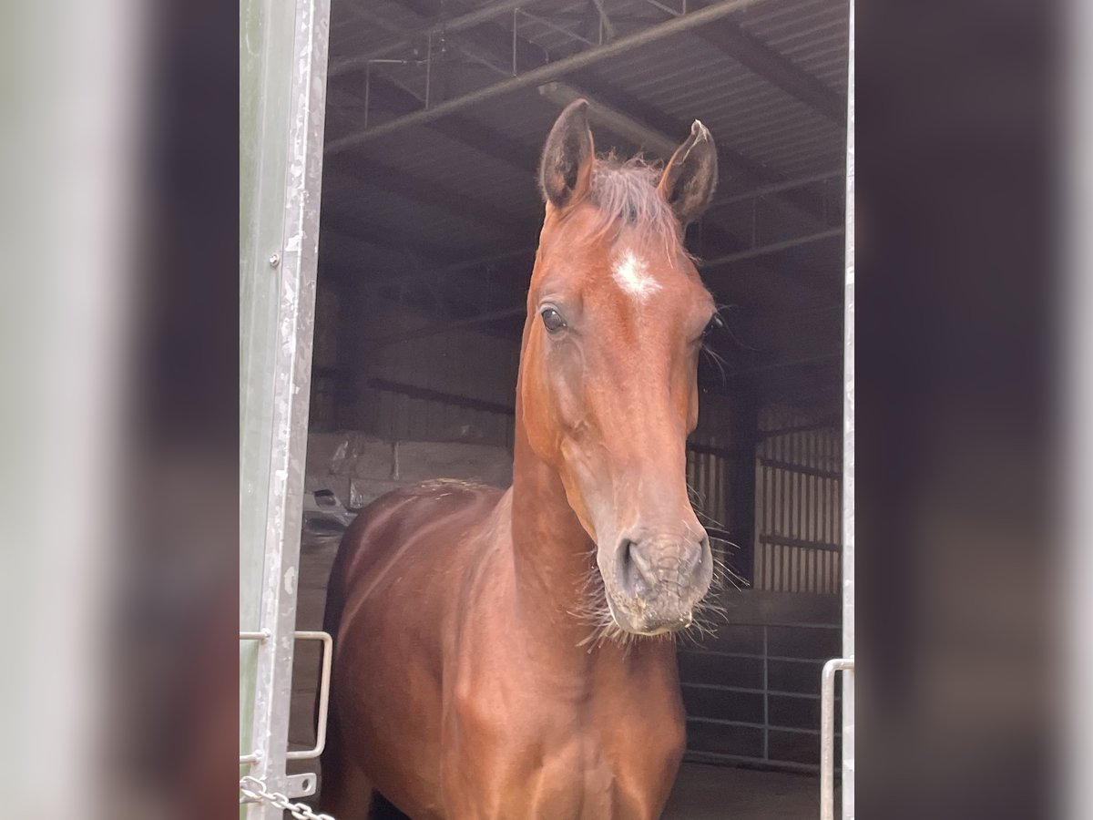 Koń westfalski Wałach 3 lat 165 cm Gniada in Gummersbach
