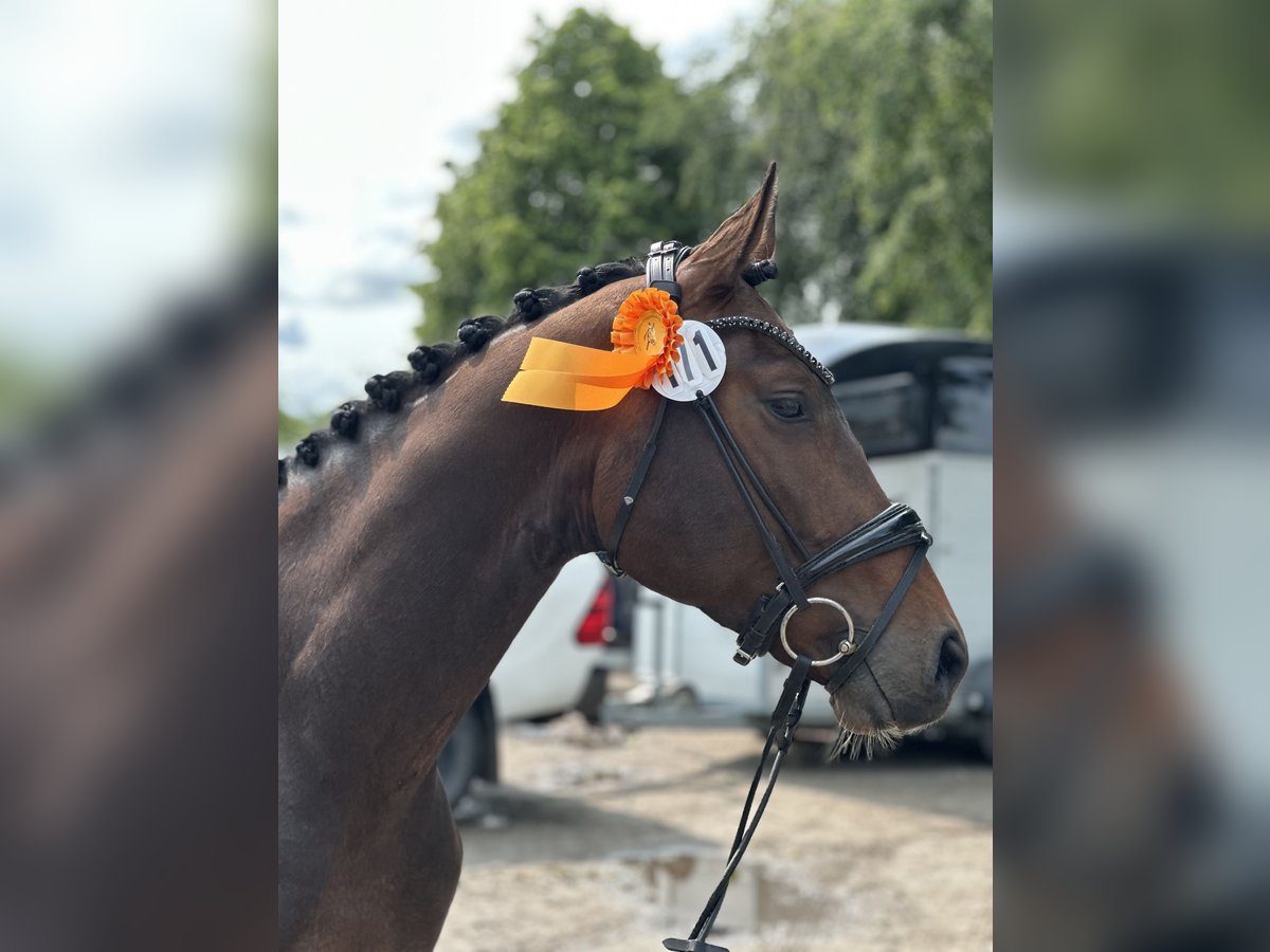 Koń westfalski Wałach 3 lat 166 cm Ciemnogniada in K&#xF6;lln reisiek