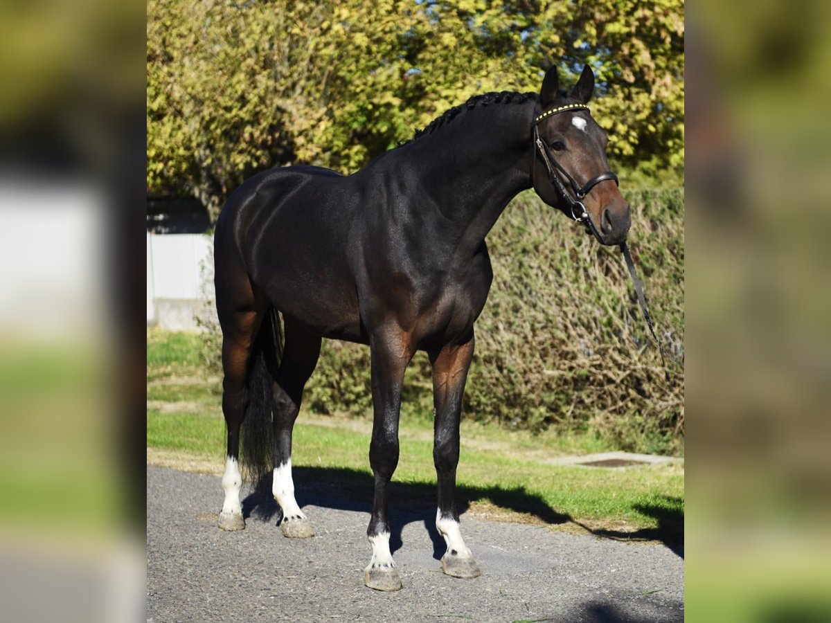 Koń westfalski Wałach 3 lat 167 cm Ciemnogniada in Szarvas