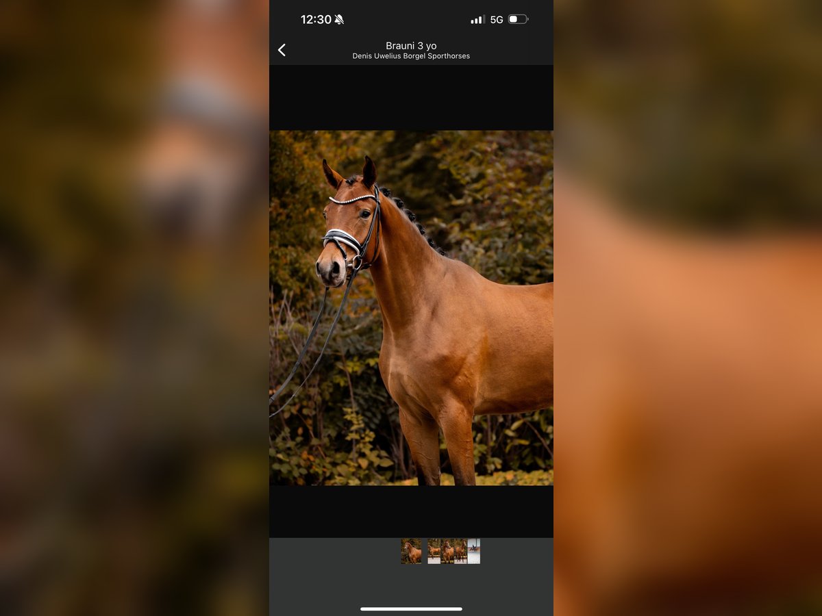 Koń westfalski Wałach 3 lat 169 cm Gniada in Horstmar