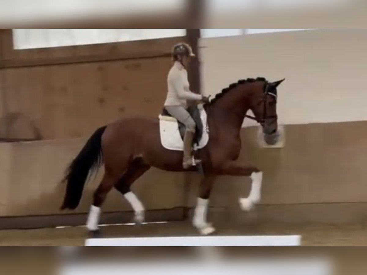 Koń westfalski Wałach 3 lat 170 cm Gniada in Bielefeld