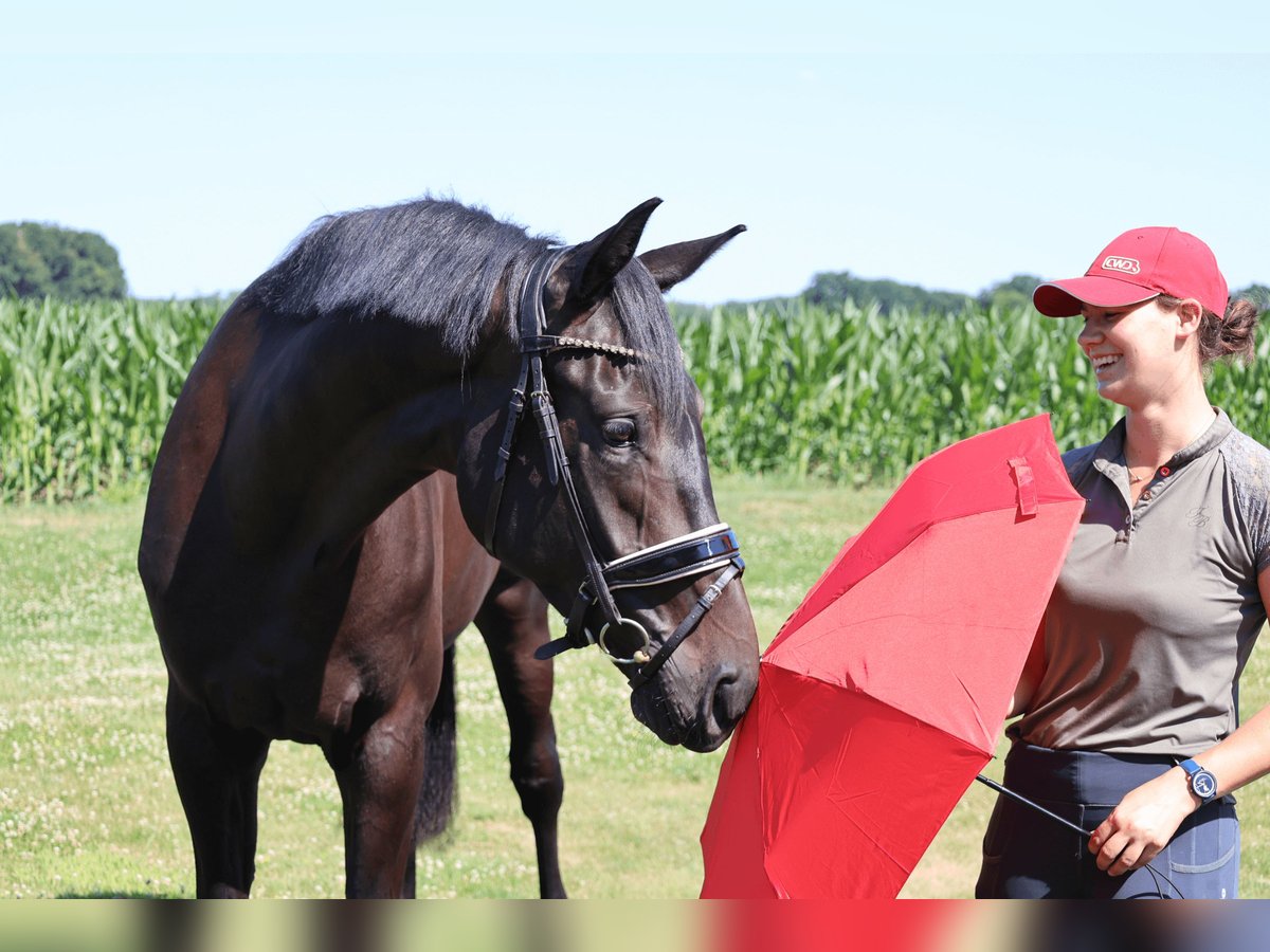 Koń westfalski Wałach 3 lat 172 cm Kara in Haftenkamp