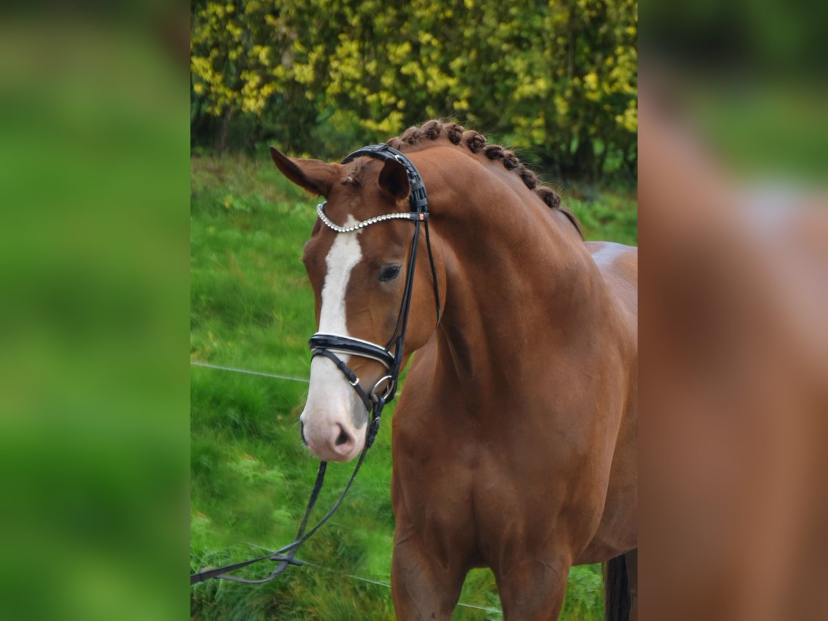 Koń westfalski Wałach 3 lat 179 cm Kasztanowata in F&#xFC;rstenau