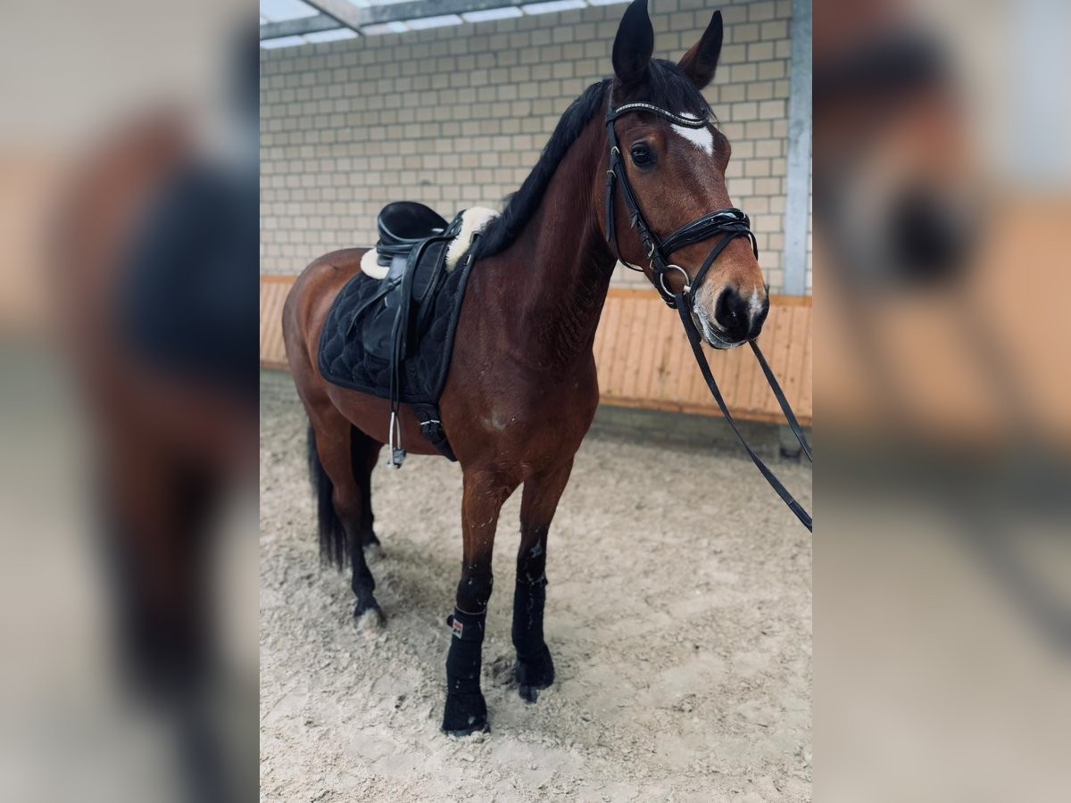 Koń westfalski Wałach 4 lat 160 cm Gniada in Datteln