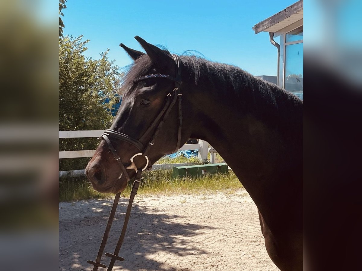 Koń westfalski Wałach 4 lat 163 cm Skarogniada in Werne