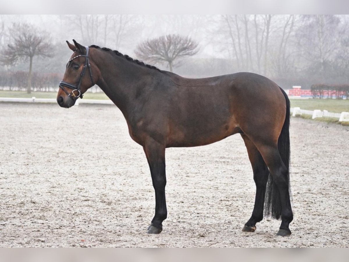 Koń westfalski Wałach 4 lat 165 cm Ciemnogniada in Dorsten