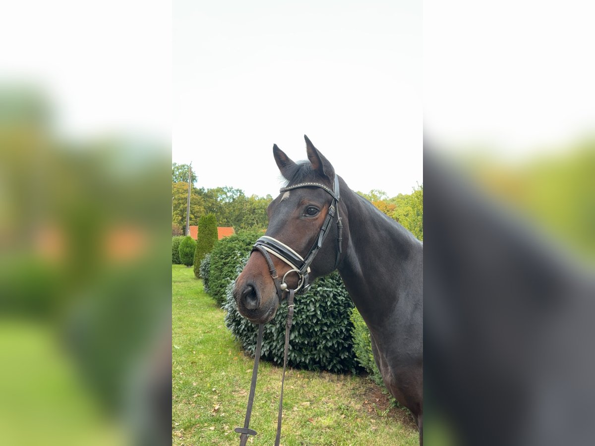 Koń westfalski Wałach 4 lat 165 cm Ciemnogniada in Nienhagen