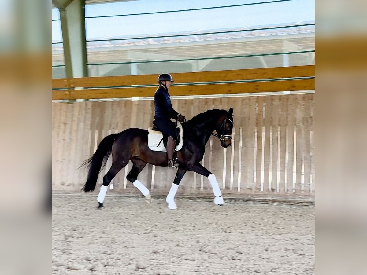Koń westfalski Wałach 4 lat 165 cm Skarogniada in Gleichen